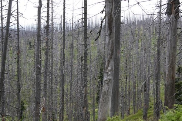 Šumava 2009-08-01 1