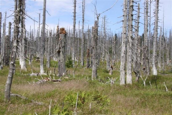 Šumava 2009-08-01 5