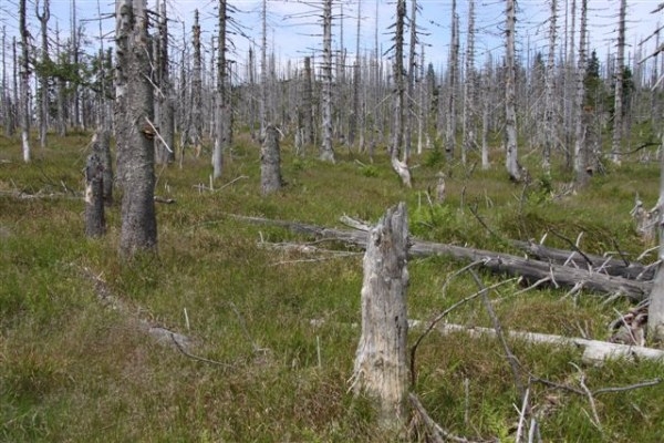 Šumava 2009-08-01 6