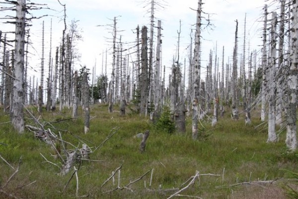 Šumava 2009-08-01 8