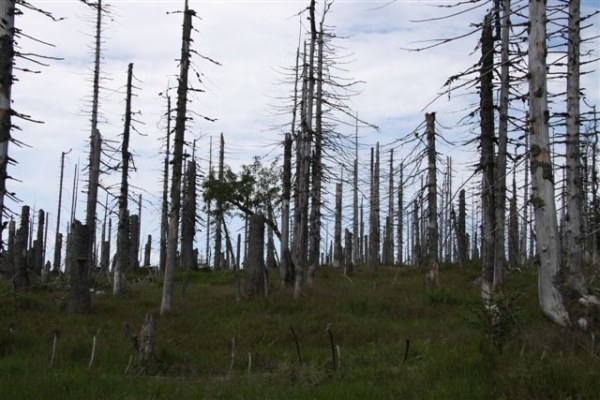 Šumava 2009-08-01 10