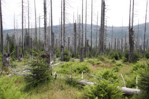 Šumava 2009-08-01 12