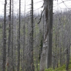 Šumava 2009-08-01/1